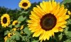 sunflower-1627193_1920.jpg