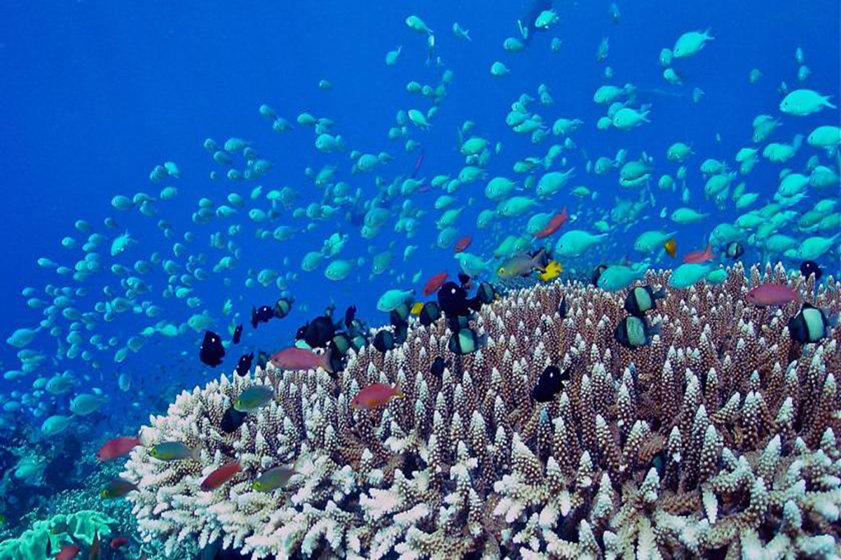 OZEN by Atmosphere at Maadhoo รีสอร์ทมัลดีฟส์